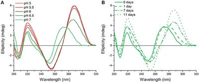 Tricky Topology: Persistence of Folded Human Telomeric i-Motif DNA at Ambient Temperature and Neutral pH